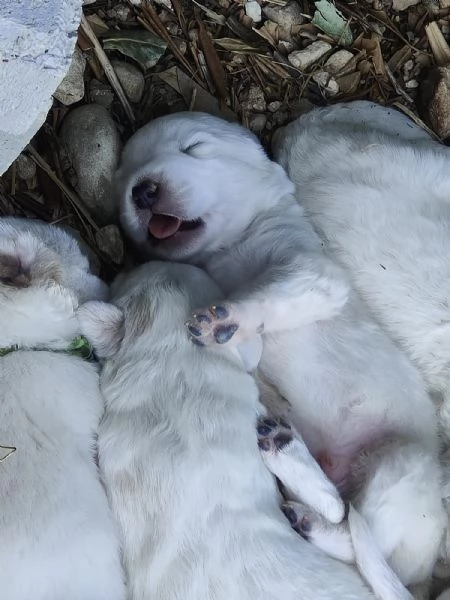 cuccioli di Pastore Abruzzese | Foto 1