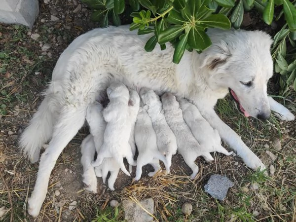 cuccioli di Pastore Abruzzese | Foto 0