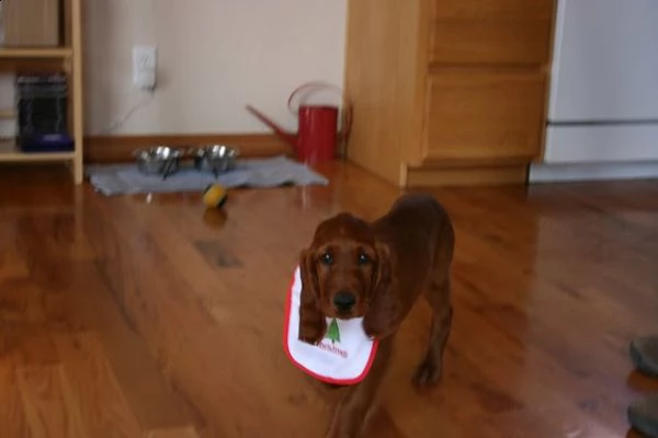 cuccioli di setter irlandese | Foto 0