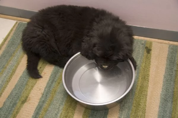 cuccioli terranova maschio e femmina