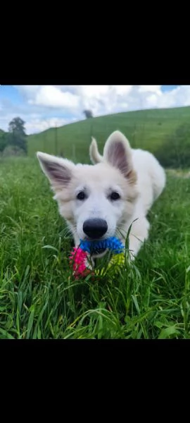 Cucciola di Pastore Svizzero