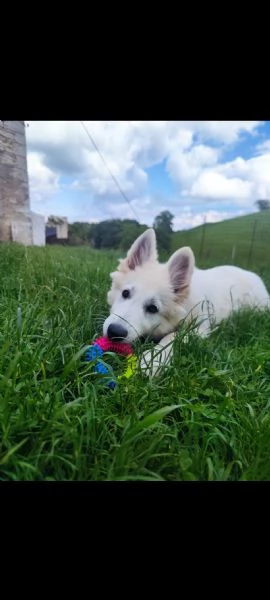 Cucciola di Pastore Svizzero | Foto 5