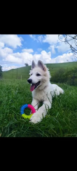 Cucciola di Pastore Svizzero | Foto 4