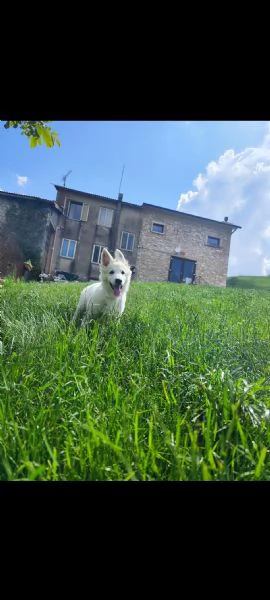 Cucciola di Pastore Svizzero | Foto 2