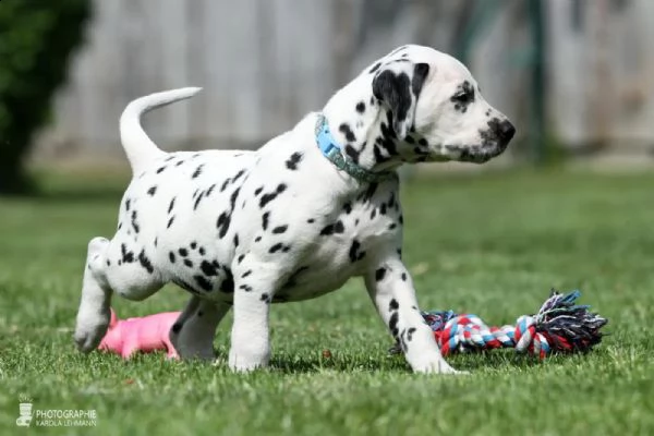 cuccioli dalmata con pedigree | Foto 1