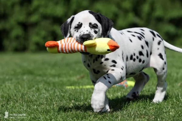 cuccioli dalmata con pedigree | Foto 0