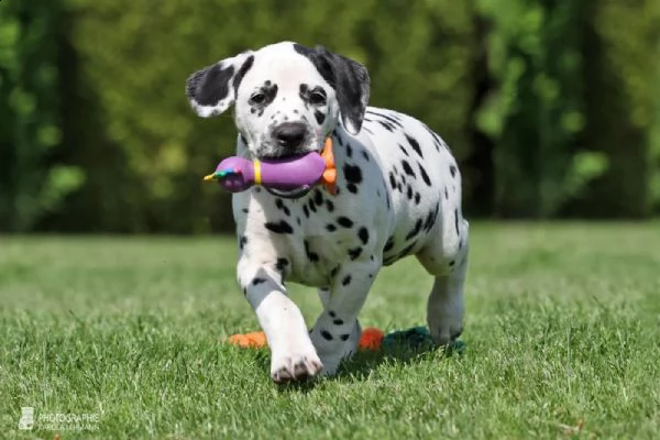 cuccioli dalmata con pedigree