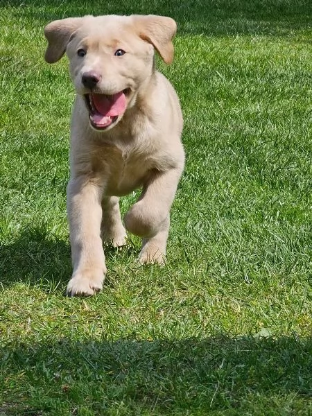 cuccioli di labrador con pedigree cercano famiglia | Foto 2