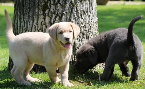 cuccioli di labrador con pedigree cercano famiglia