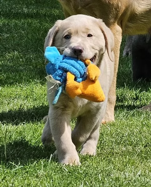 cuccioli di labrador con pedigree cercano famiglia | Foto 1