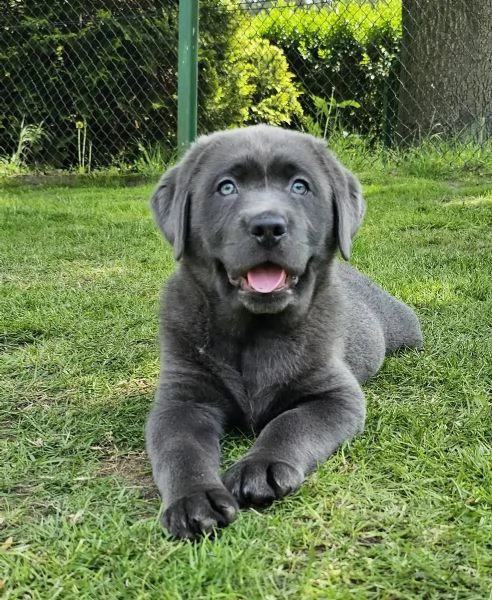 cuccioli di labrador con pedigree cercano famiglia | Foto 0