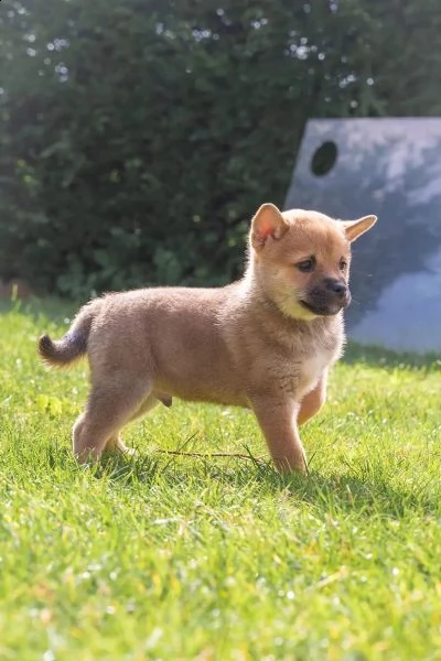 simpatici cuccioli di shiba-inu in cerca di case amorevoli!