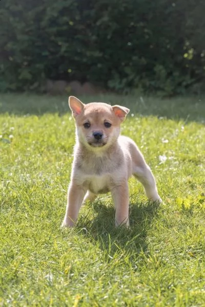 simpatici cuccioli di shiba-inu in cerca di case amorevoli! | Foto 2