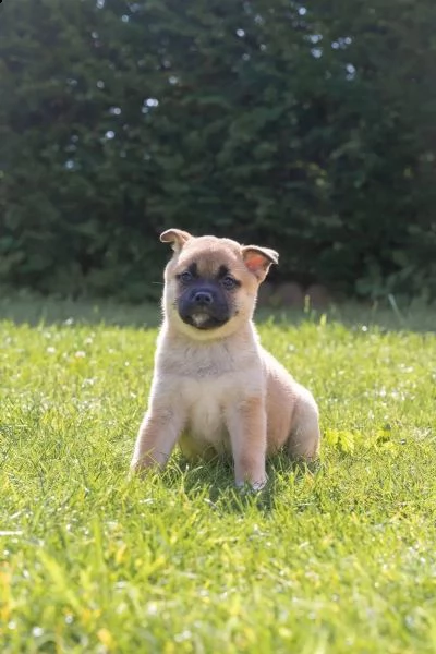 simpatici cuccioli di shiba-inu in cerca di case amorevoli! | Foto 1