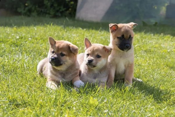 simpatici cuccioli di shiba-inu in cerca di case amorevoli! | Foto 0