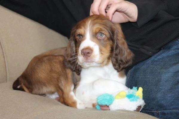 cuccioli di springer spaniel 