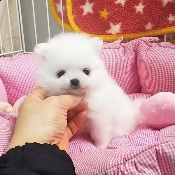 regalo pomerania