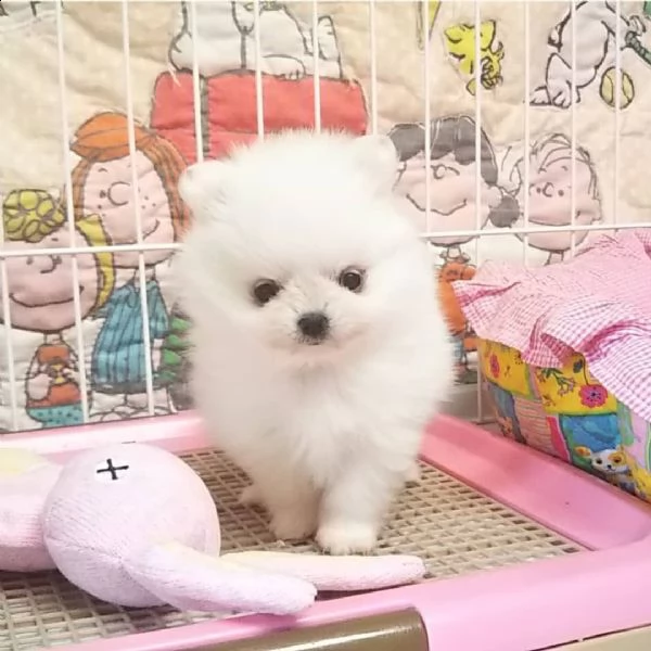 cuccioli di pomerania in adozione | Foto 0