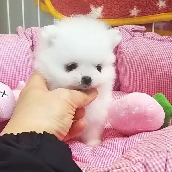 cuccioli di pomerania in adozione