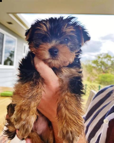 belllissimi cuccioli di yorkshire terrier