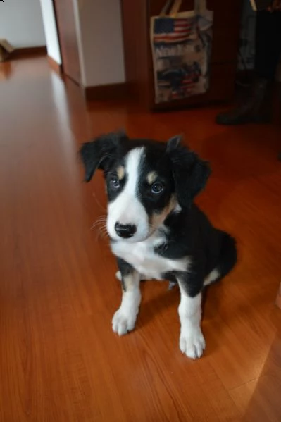 cuccioli di border collie | Foto 0