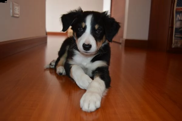 cuccioli di border collie