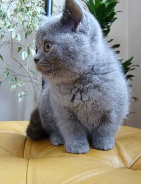 british shorthair cuccioli disponibili | Foto 0