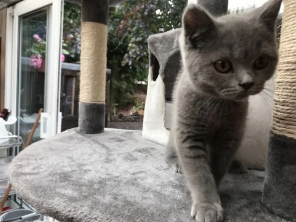 british shorthair cuccioli disponibili