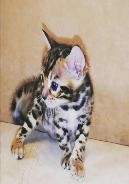 cuccioli bengal