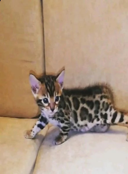 cuccioli bengal | Foto 0