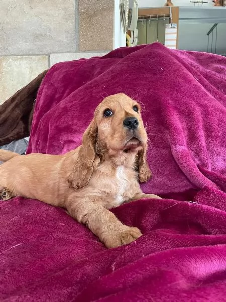 Bellissimi cuccioli di cocker spaniel maschi e femmine pronti | Foto 2