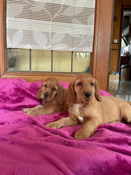 Bellissimi cuccioli di cocker spaniel maschi e femmine pronti | Foto 1