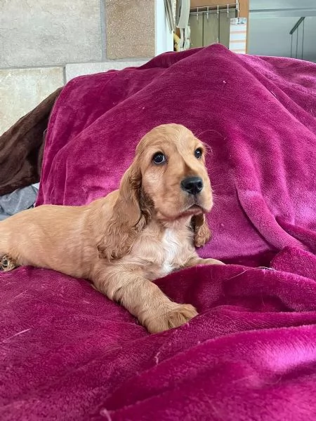 Bellissimi cuccioli di cocker spaniel maschi e femmine pronti | Foto 0