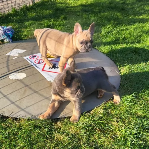 Dolcissimi Cuccioli di bulldog francese, di 3 mesi... | Foto 2