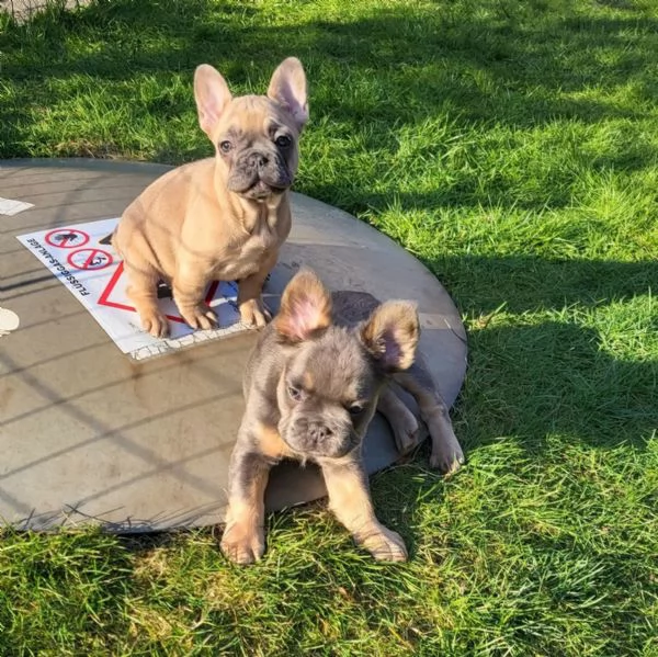 Dolcissimi Cuccioli di bulldog francese, di 3 mesi... | Foto 1