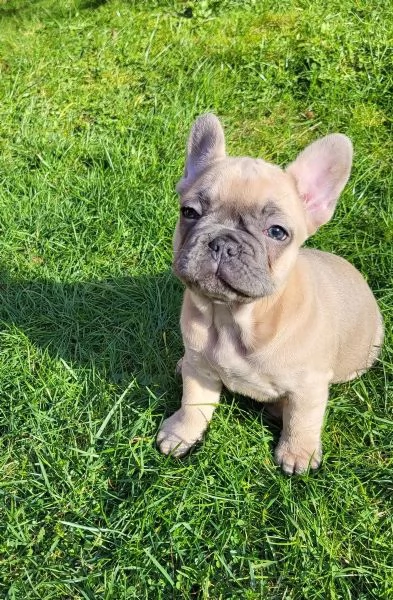 Dolcissimi Cuccioli di bulldog francese, di 3 mesi... | Foto 0