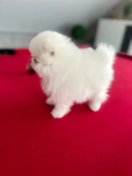 Disponibili cuccioli di Pomerania. maschio e femmi...