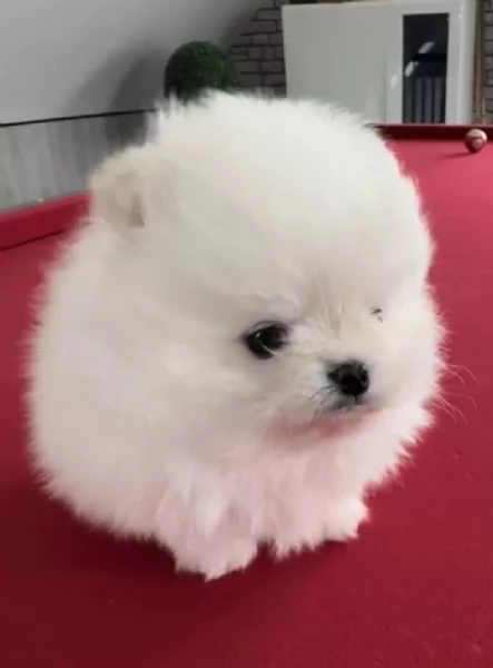 Disponibili cuccioli di Pomerania. maschio e femmi... | Foto 3