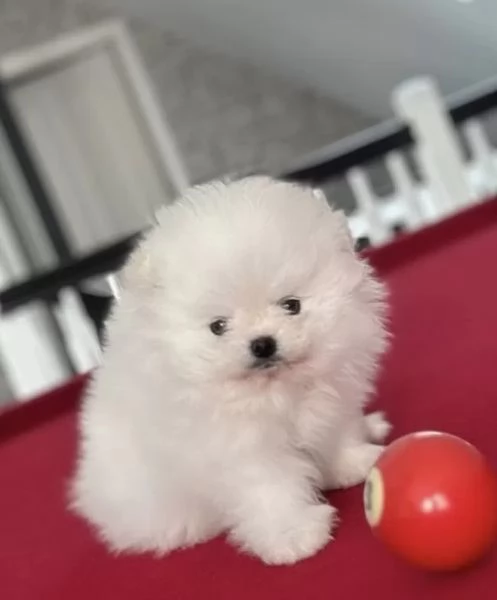 Disponibili cuccioli di Pomerania. maschio e femmi... | Foto 1