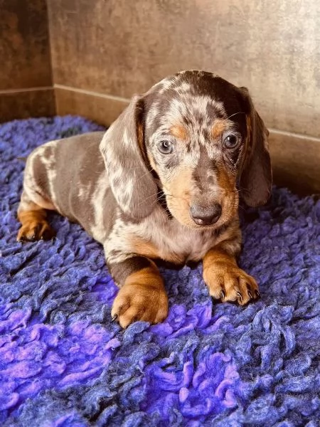 Adorabili cuccioli di Bassotto ideali per bambini e famiglie | Foto 2