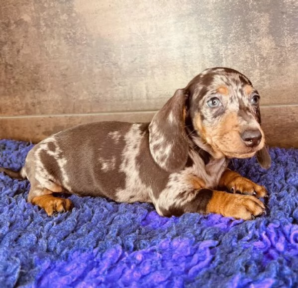 Adorabili cuccioli di Bassotto ideali per bambini e famiglie | Foto 1