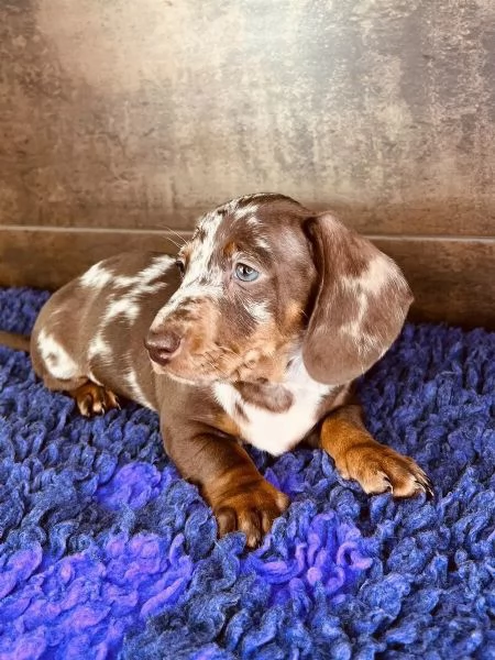 Adorabili cuccioli di Bassotto ideali per bambini e famiglie