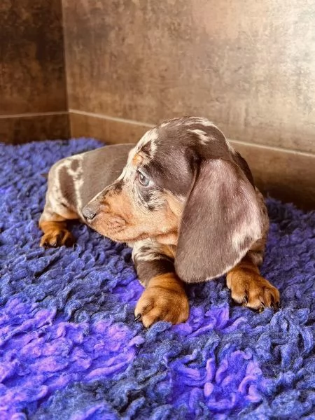 Adorabili cuccioli di Bassotto ideali per bambini e famiglie | Foto 0