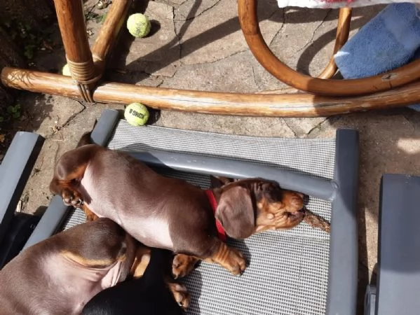 Dolci e preziosi cuccioli di Bassotto a Pelo Corto... | Foto 0