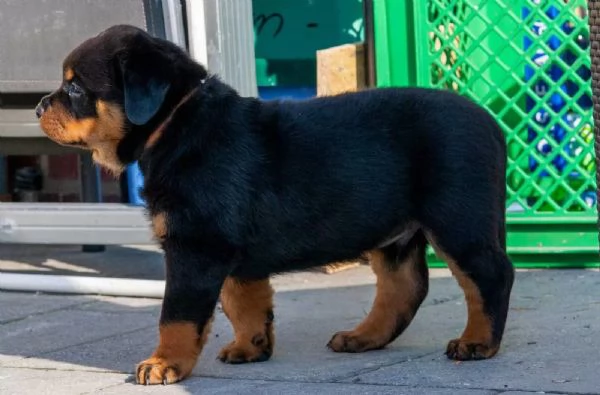 PRESTIGIOSI CUCCIOLI ROTTWEILER TOP PEDIGREE | Foto 3