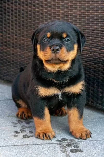 PRESTIGIOSI CUCCIOLI ROTTWEILER TOP PEDIGREE | Foto 1