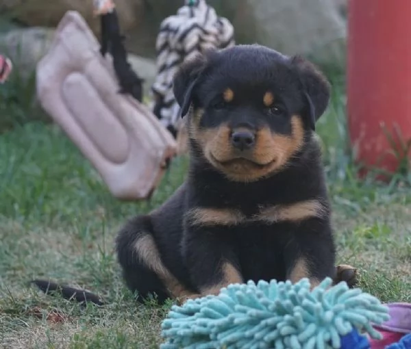 PRESTIGIOSI CUCCIOLI ROTTWEILER TOP PEDIGREE | Foto 0