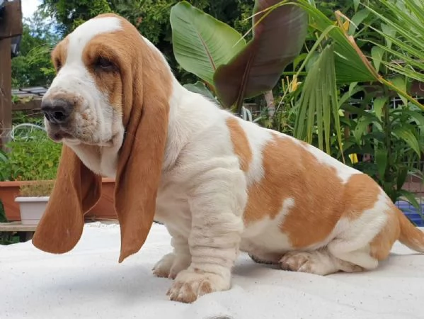 SPLENDIDI CUCCIOLI DI BASSETHOUND