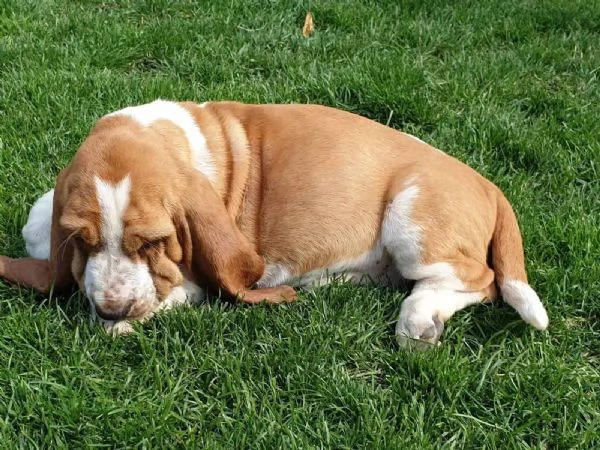 SPLENDIDI CUCCIOLI DI BASSETHOUND | Foto 3