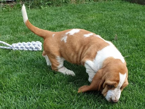 SPLENDIDI CUCCIOLI DI BASSETHOUND | Foto 2